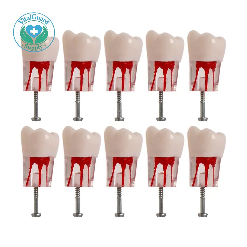 #8006 Dental Endo Root Canal Teeth Model Study RCT Practice Typodont Model 10PCS