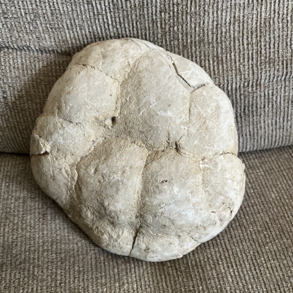 Larger Cut SEPTARIAN Nodule Half With a Lightning Like Pattern! Utah 2 Lbs