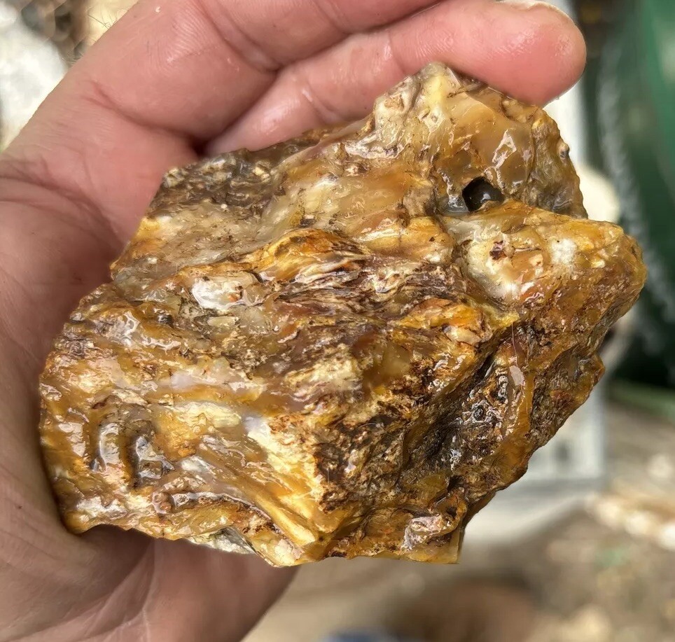 Silver Creek Junction Petrified Wood