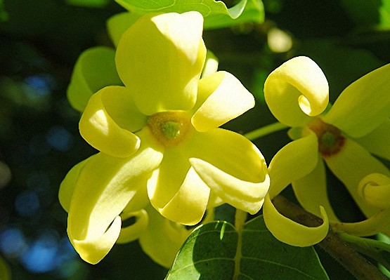 4 oz Candle Scent Oil-YLANG YLANG