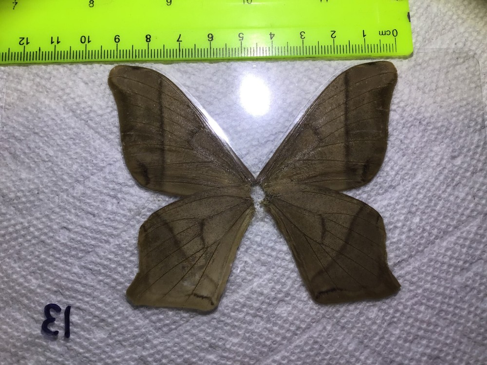 LPSA 13 A+/ A ? Saturniidae Moths