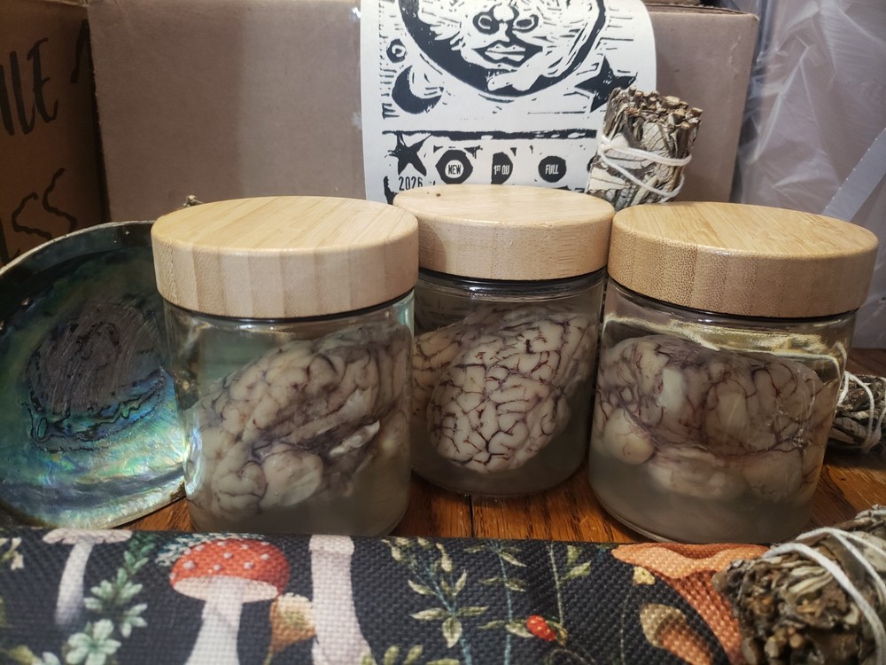 Sheep Brain Wet Specimin