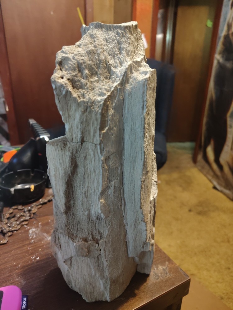 petrified wood
