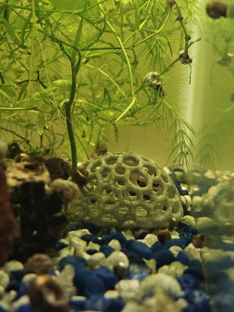 Fish/Shrimp Hide