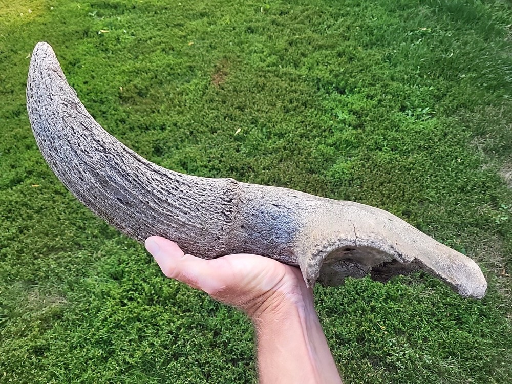 Historic Large Bison Horn Core Partial Skull river find