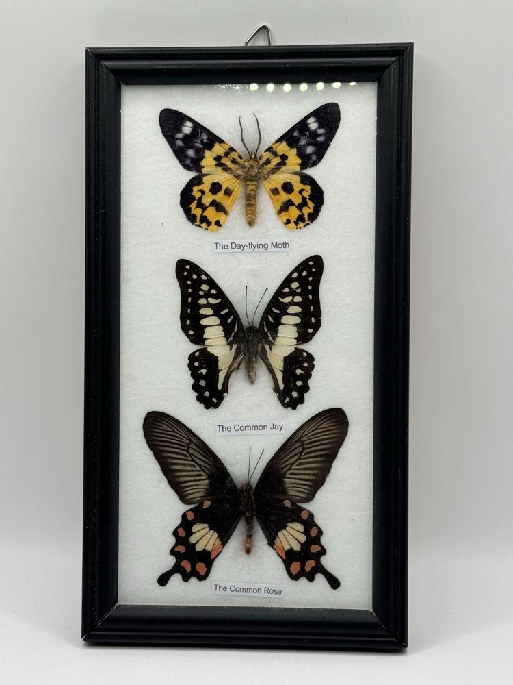 REAL LIFE: Framed Butterflies