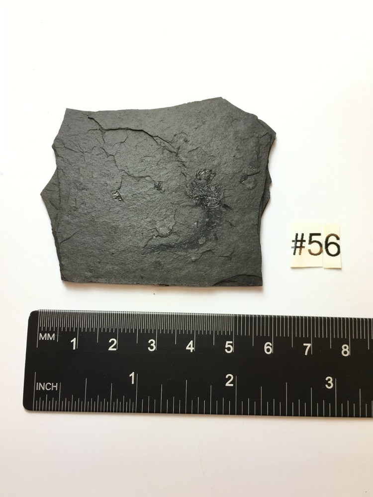 FOSSIL FISH CLUPEA