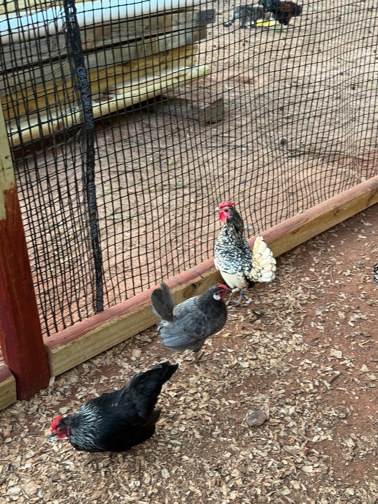 12 Fertile Serama Chicken Hatching Eggs