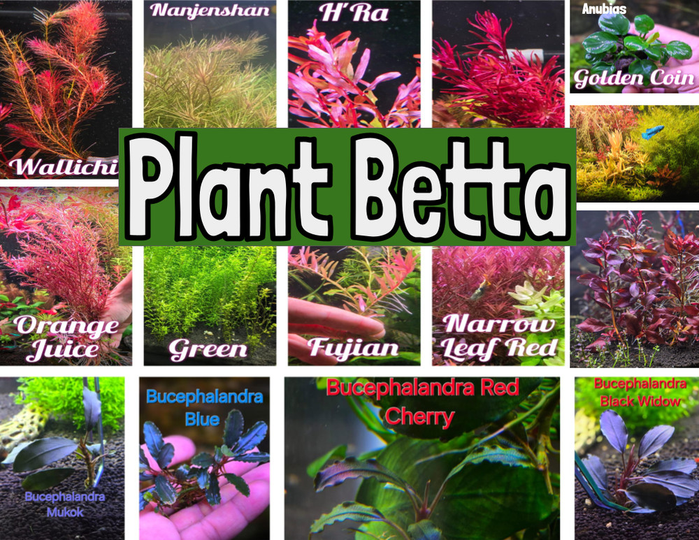 Catappa Leaf - Live Aquatic Plants - Shrimp Leaf Fish Leaf