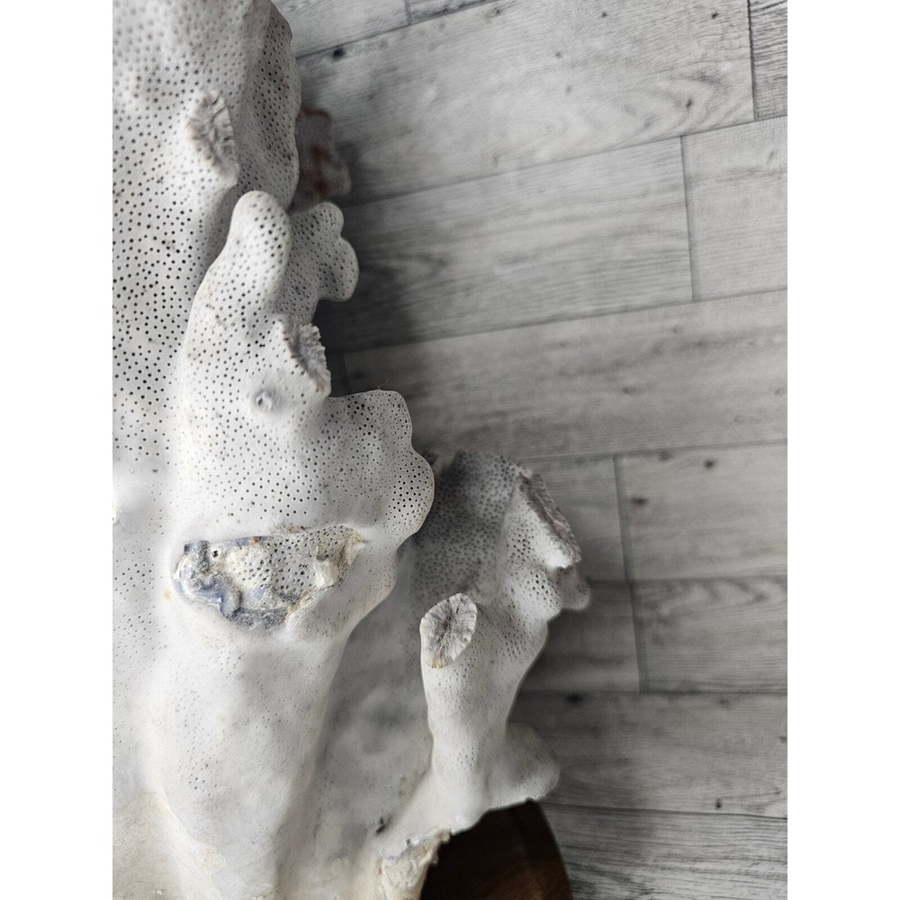 Large Natural Coral Specimen