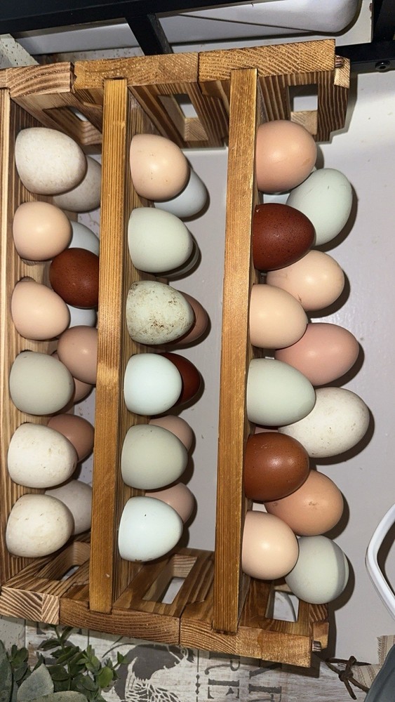 12 Assorted Hatching Eggs, EASTER EGGER, BCM, LAVENDER ORPINGTON, ETC.