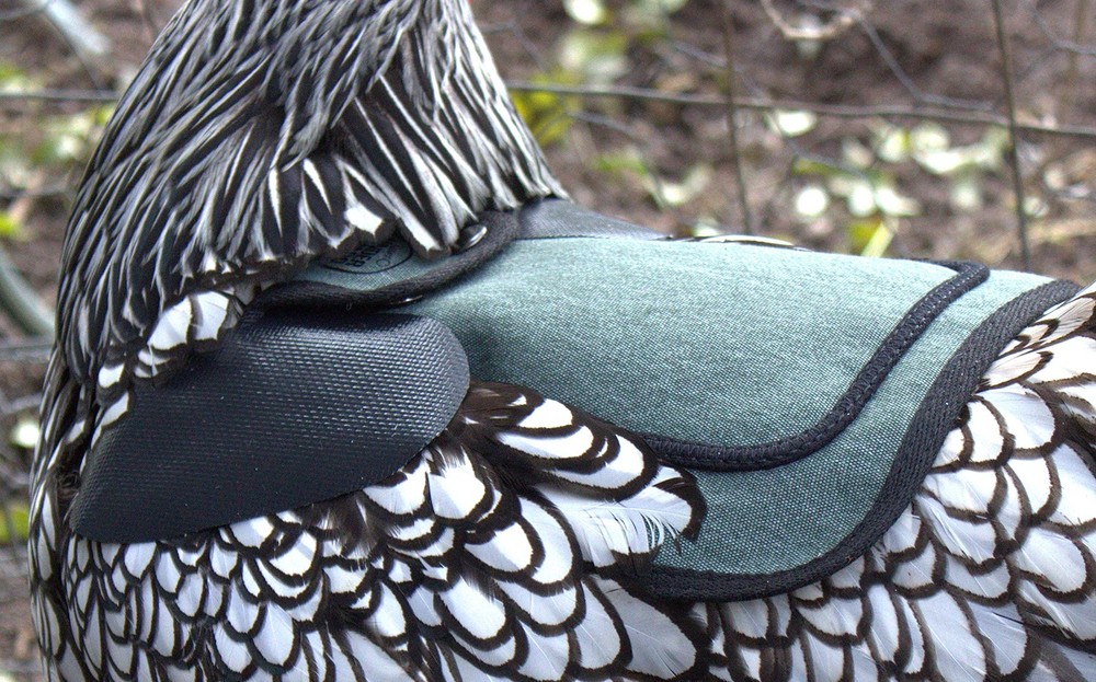 Chicken Saddle Apron with Adjustable Straps Poultry Protector Medium Large