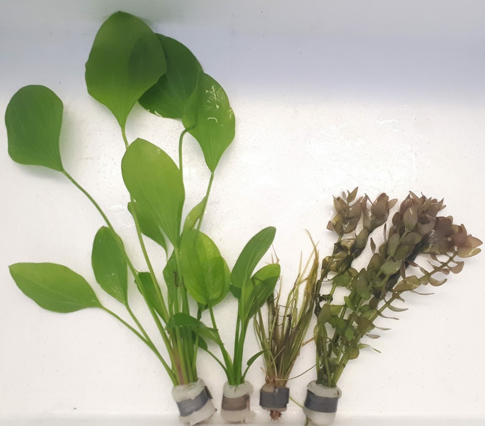 Aquatic Aquarium Plant Anchor Weights