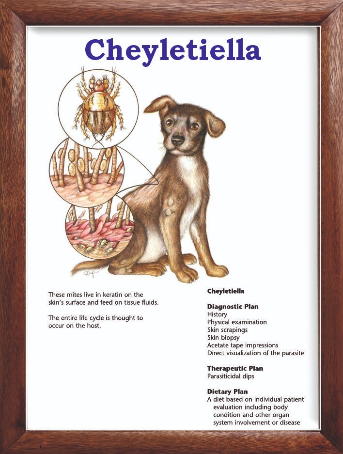 Cheyletiella Chart 12x18 inches