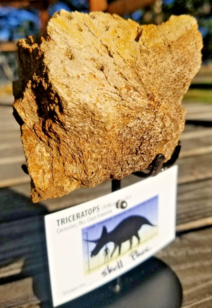Nice Triceratops Skull Section Fossil Specimen Defined Cretaceous Hell Creek MT
