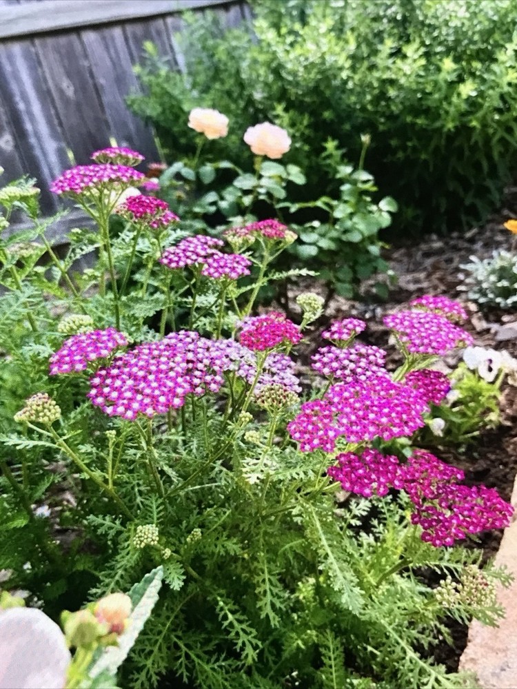 4 yarrow plants （two different colors）