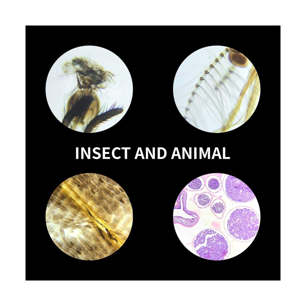 100Pcs Prepared Microscope Slides Set Professional Specimens for Kids Student...