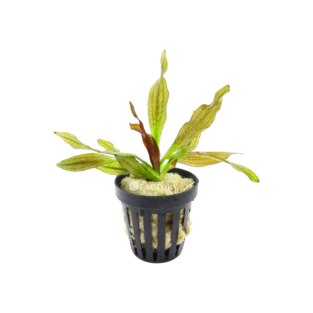 Pink Amazon Sword | Aquarium Plants Factory®