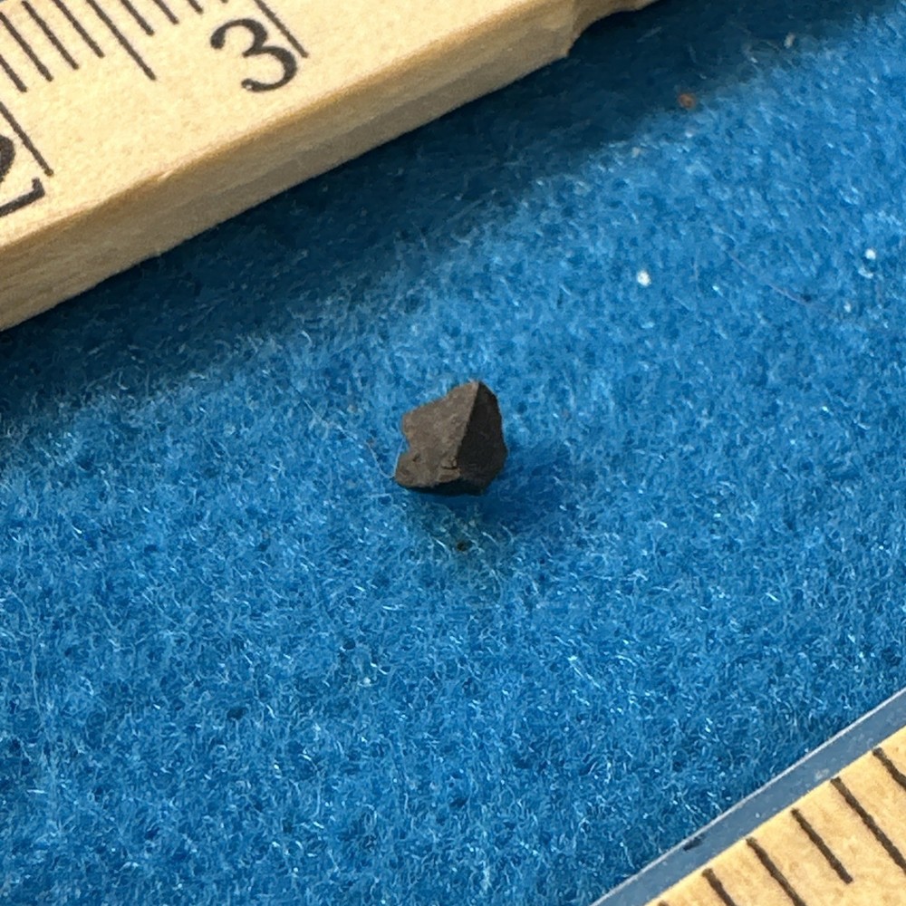Camarasaurus Extinct Dinosaur Tooth Fragment Fossil in Display Case