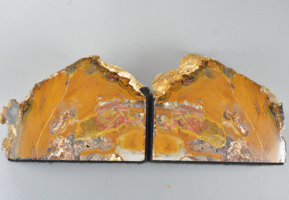 Hubbard Basin Petrified Wood Nevada, Polished Bookends