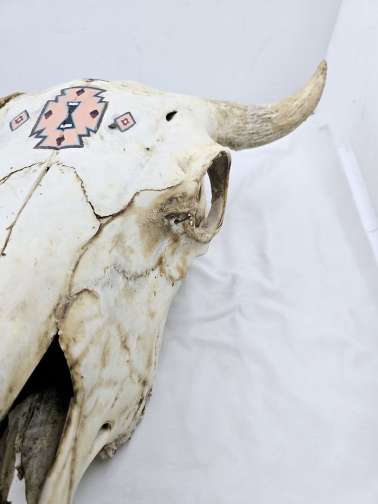 Steer Skull 19x18"