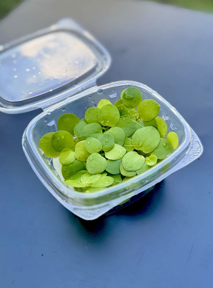 Amazon Frogbit/ Floating Plant (20+Plants/80+Leaves)