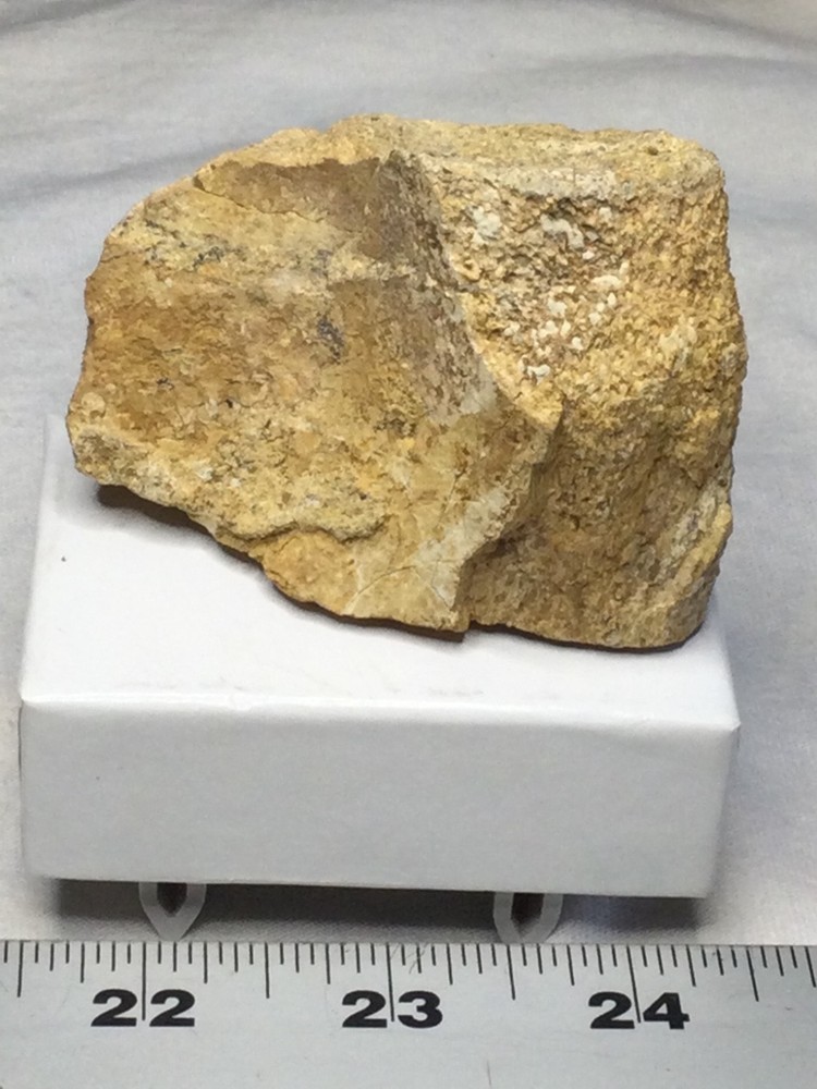 Dinosaur Caudel vertebrae/ Sauropod