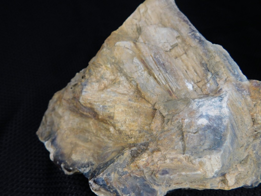 Limb Cast Petrified Wood Specimen Multiple Branches Opalized Agatized Vintage