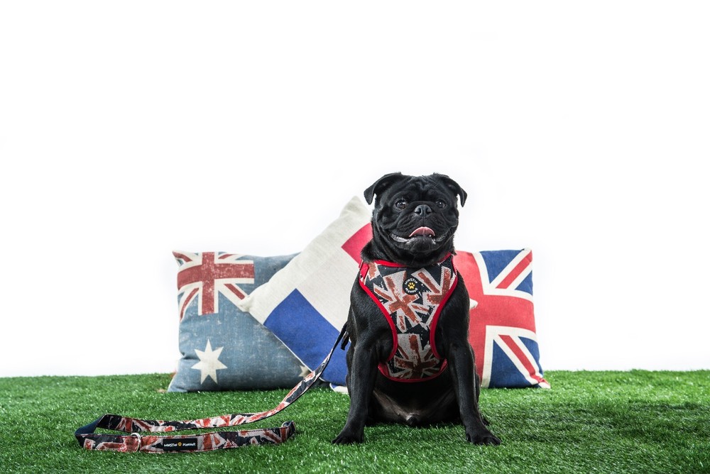 Winston Manner Designer Dog Leash in Hipster