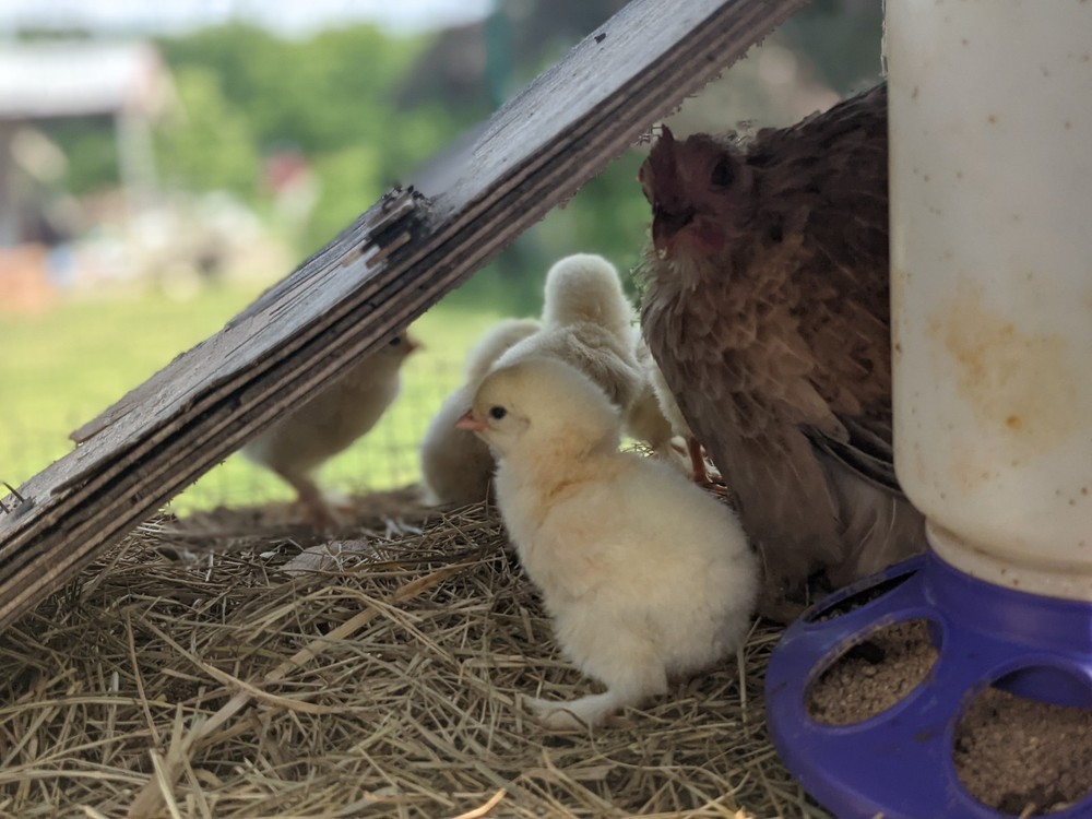 12++ Bantam Cochin Hatching Eggs