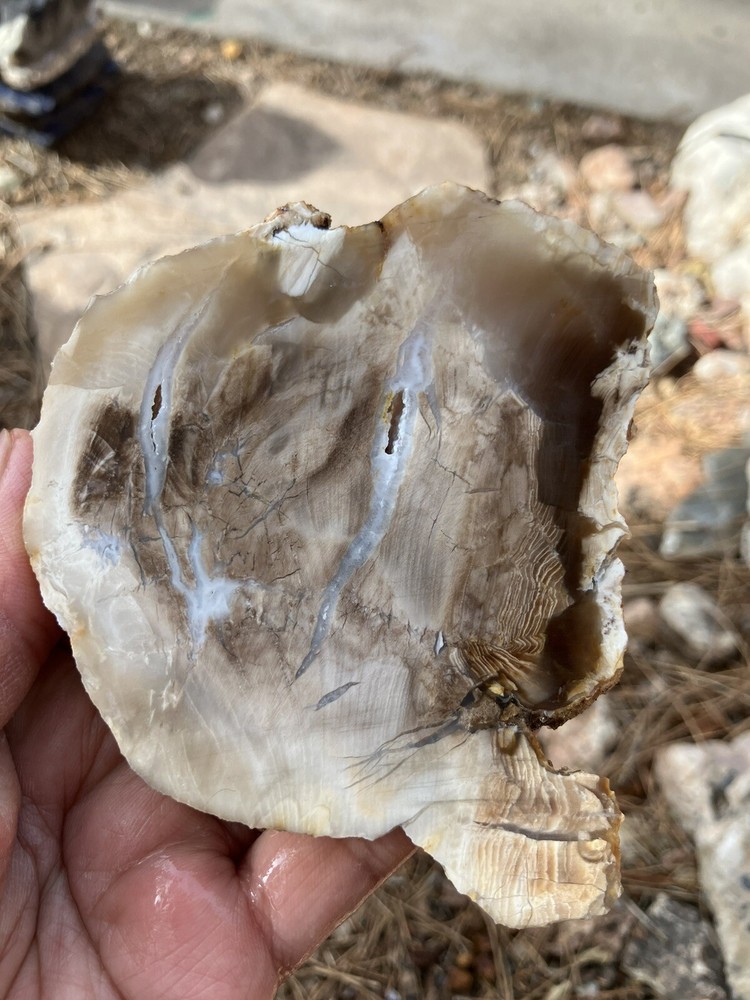 Petrified Wood Slab