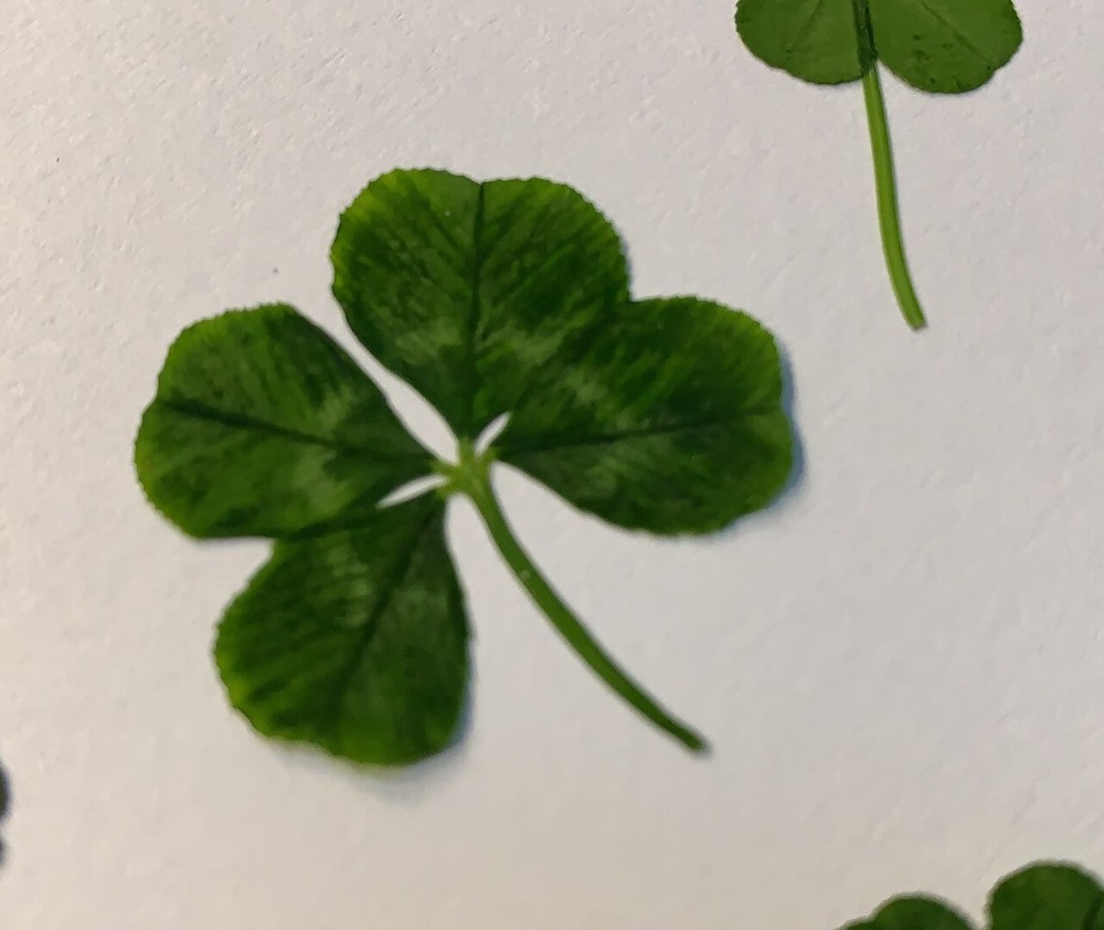 Real 4 Leaf Clover Book Mark Laminated Lucky Clover *