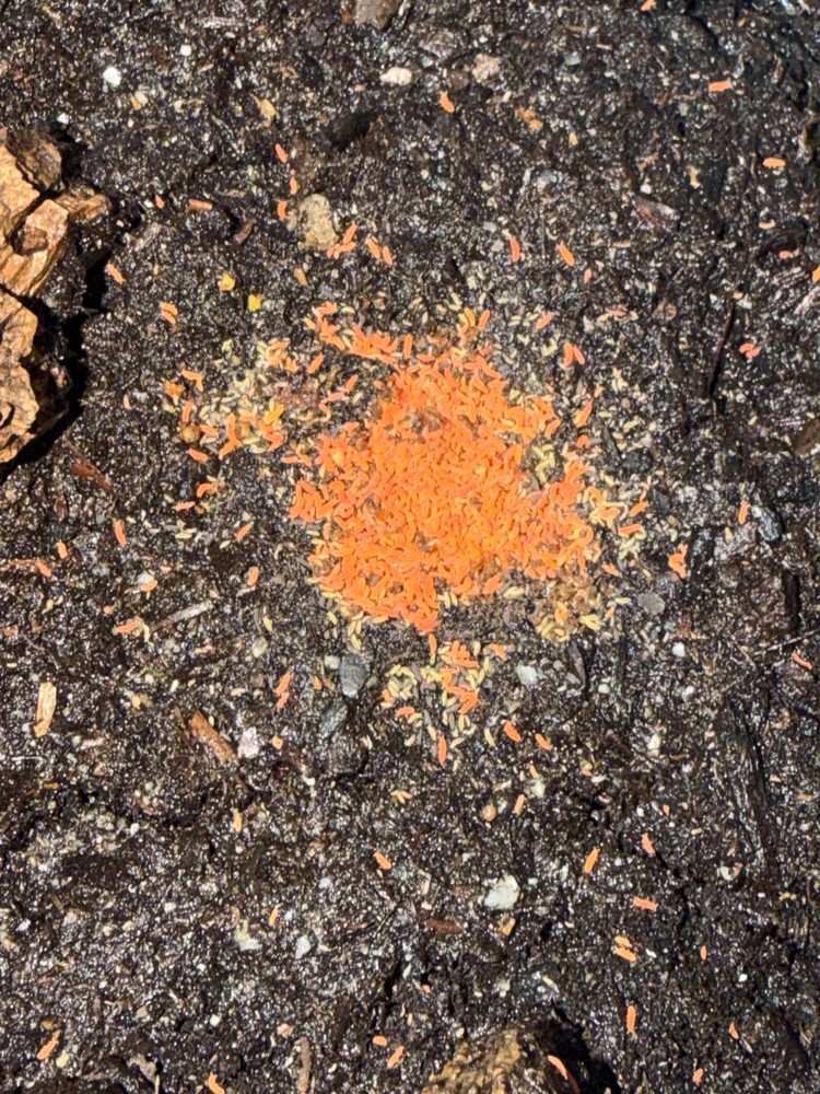 Orange Springtails 210-220 count (read description)