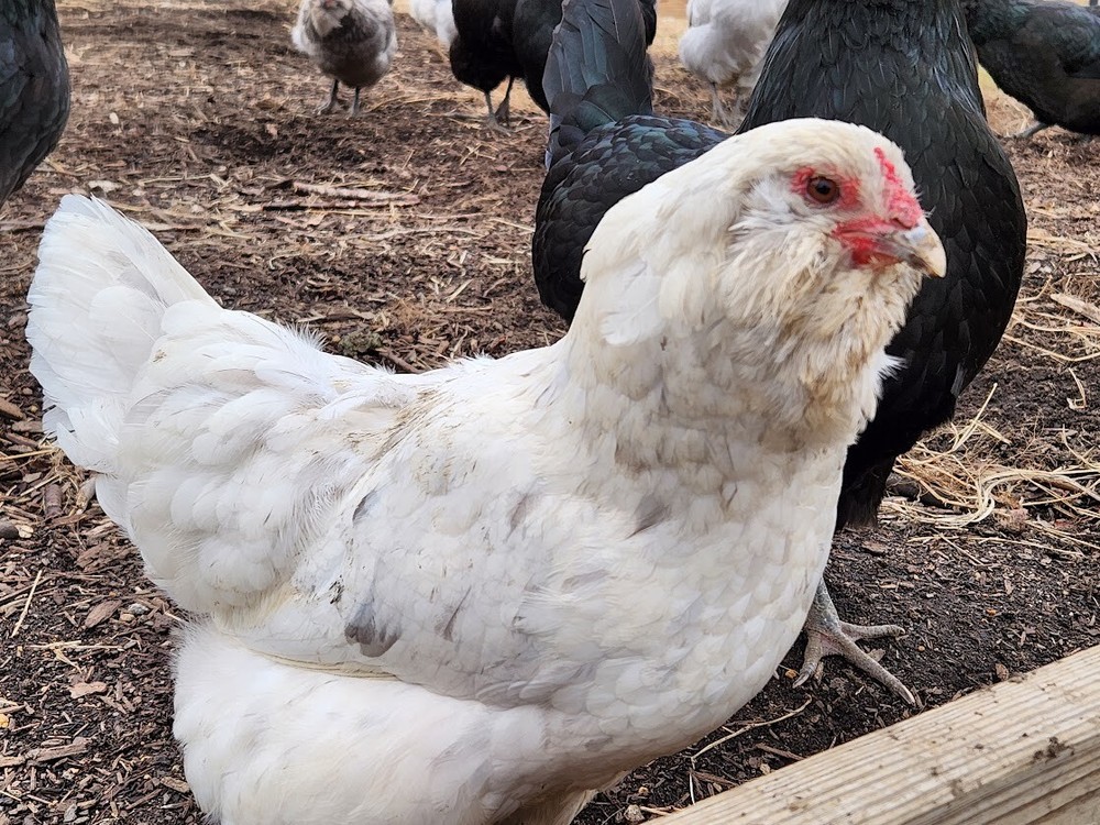 6 Lavender, B/B/S Ameraucana & Orpington (Easter Egger) Chicken Hatching eggs.