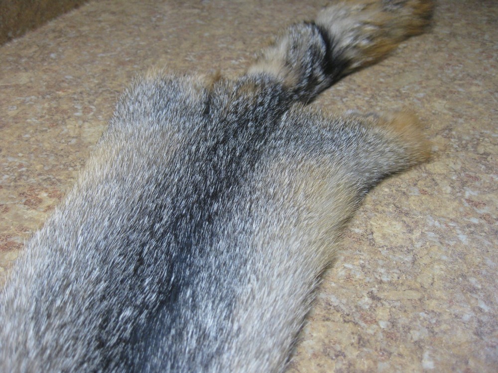 Tanned Grey Fox Damaged #0013109 Row A-1