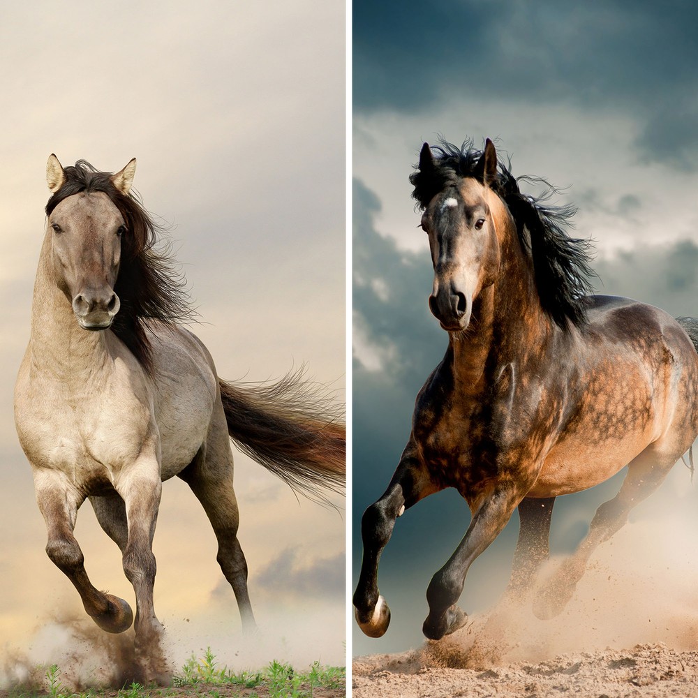 6 ft. Tall Double Sided Galloping Horses Canvas Room Divider