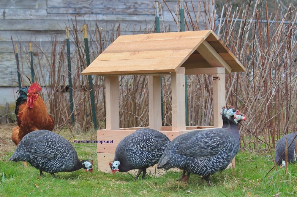 10+ Pearl Guinea Fowl Hatching Eggs
