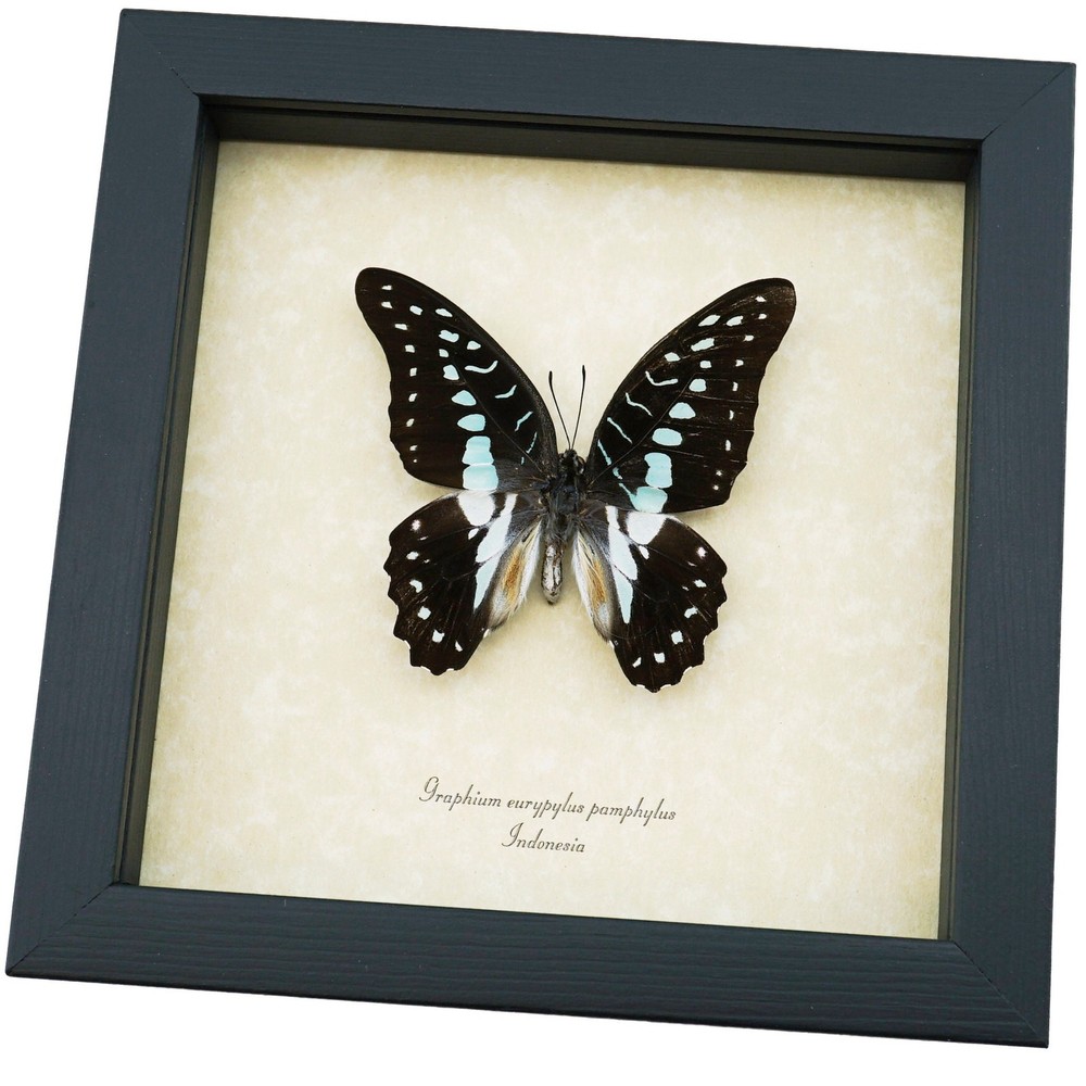 Pale Green Triangle Butterfly Graphium eurypylus pamphylus Framed Display