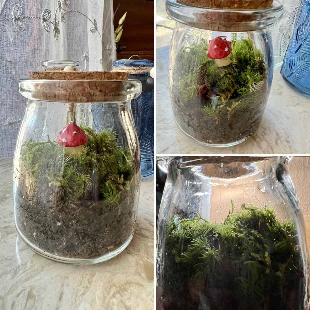 live moss terrarium