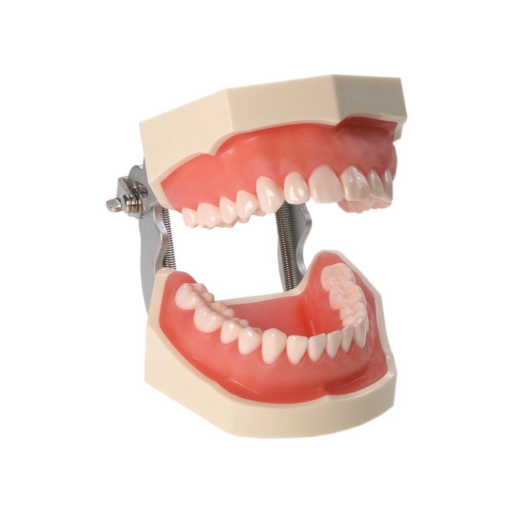 Dental Typodont Model Pathological Implant Ortho Perio Demo Practice Teeth Model