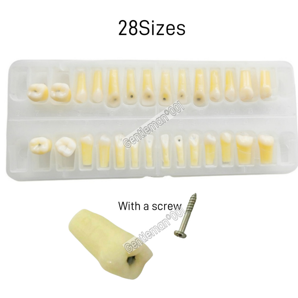 Dental Caries Remove Teeth Decayed Removing Practise Model Dentist Student Test