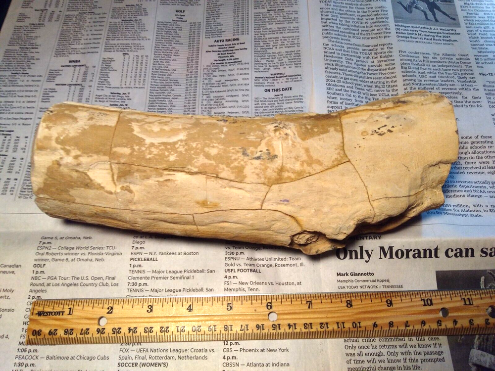 Petrified Wood Limb- Over 6 lbs.
