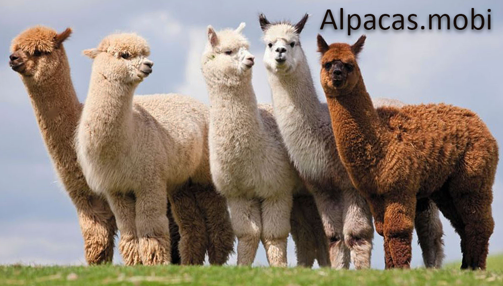Alpacas.mobi