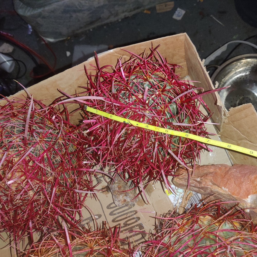 Cactus, Red barrel Long Spine , Medium