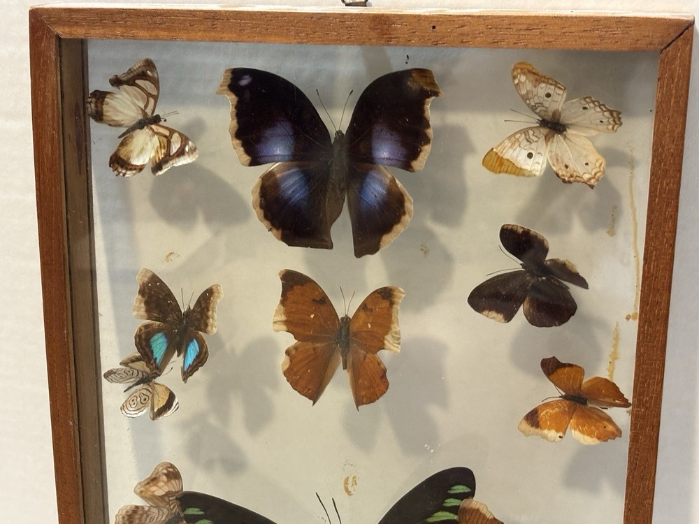 VINTAGE BUTERFLY COLLECTION DISPLAY