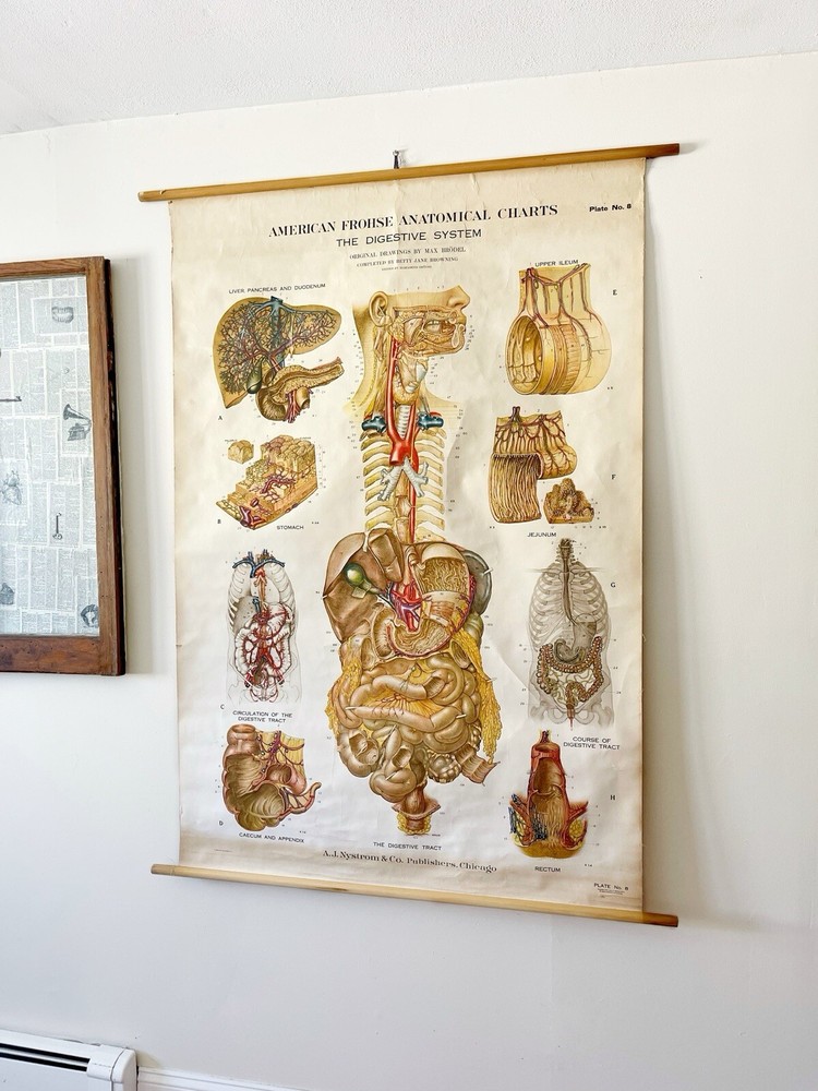 Vintage Frohse American Anatomical Pull Down Wall Chart Digestive System