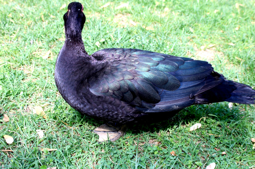 Exhibition Quality Muscovy Hatching Eggs 96% solid BLACK ducks only 12 eggs