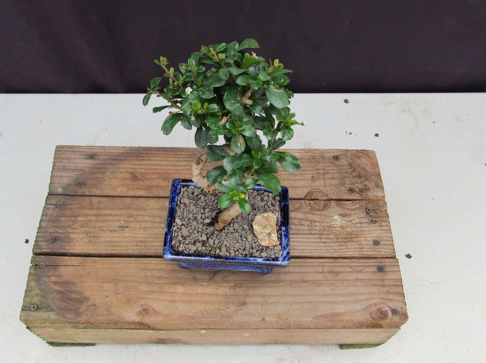 Fukien Tea Bonsai Tree - Small Curved Trunk Style