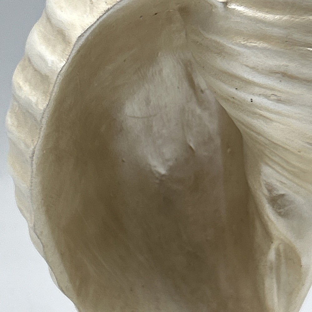 Iridescent White 6.75” Conch Shell Bookend Ceramic Single