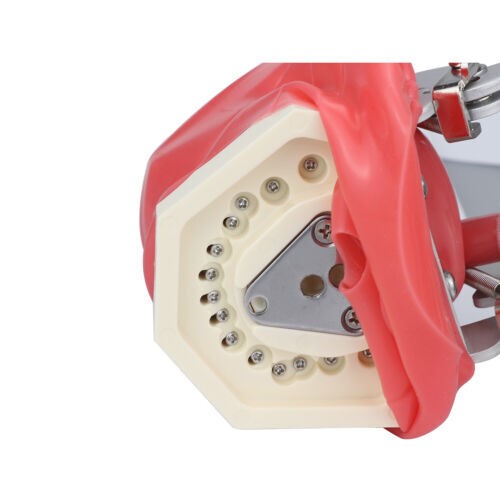 US Simple Head Model Dental Simulator Phantom Head forDentist Education Teaching